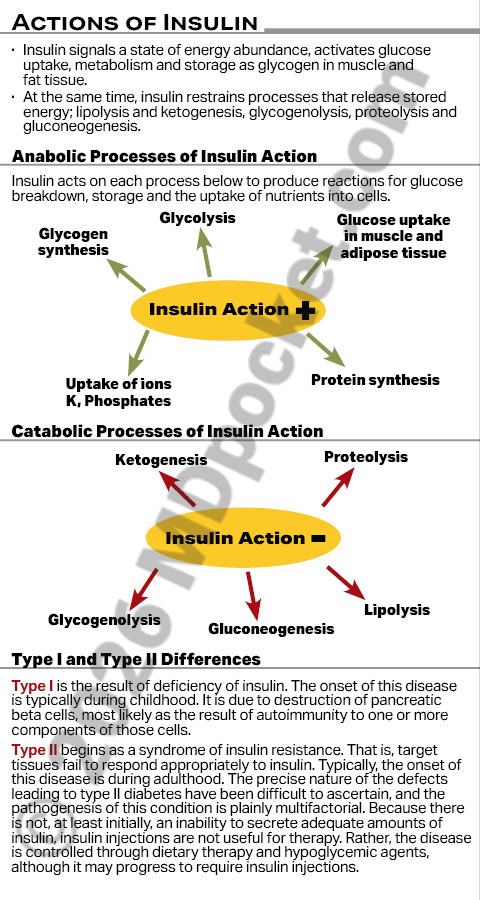 Diabetes_-_Insulin_Meds_Actions